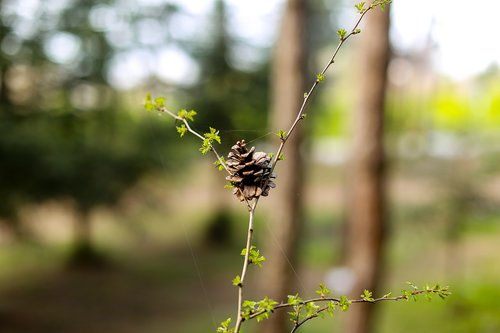 nature  outdoor  leaves