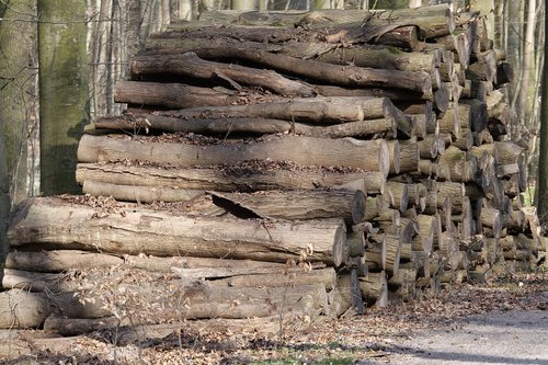 nature  tree  wood