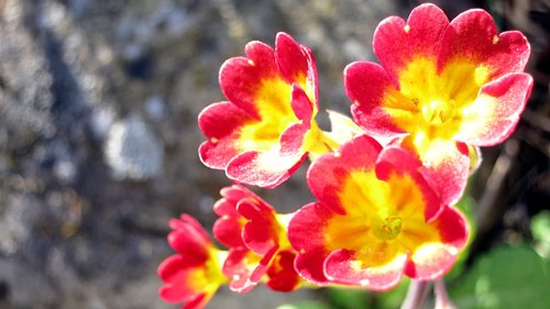 nature  flower  plant