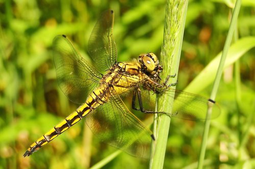 nature  insect  dragonflies różnoskrzydłe