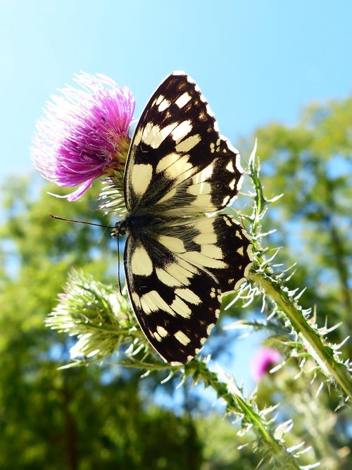 nature  butterfly day  insect