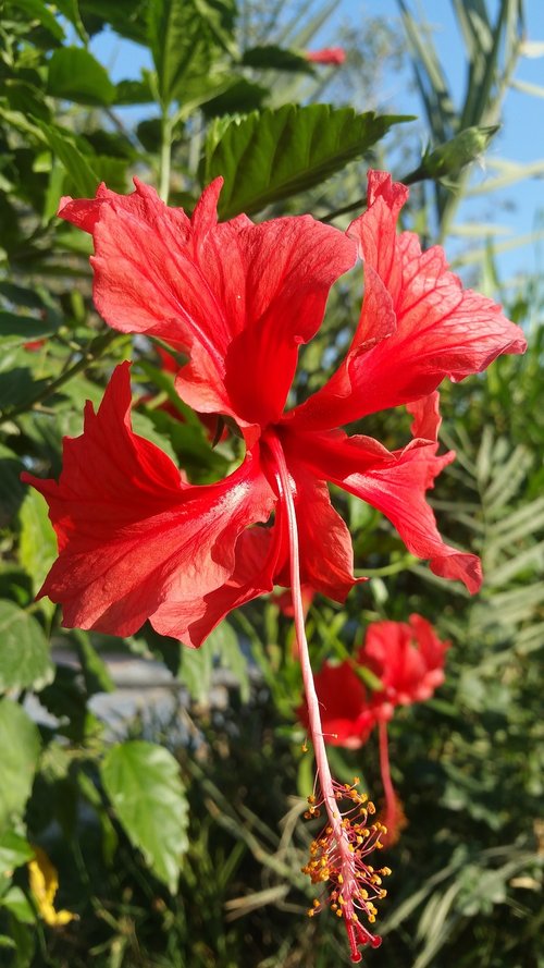 nature  flora  flower