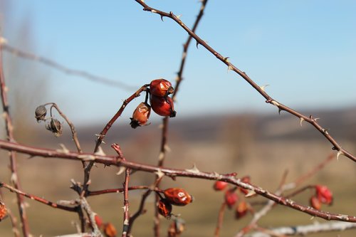 nature  outdoors  winter