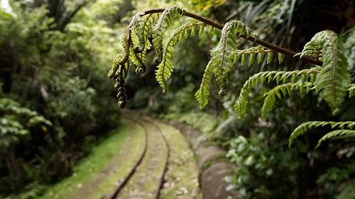 nature  wood  fern