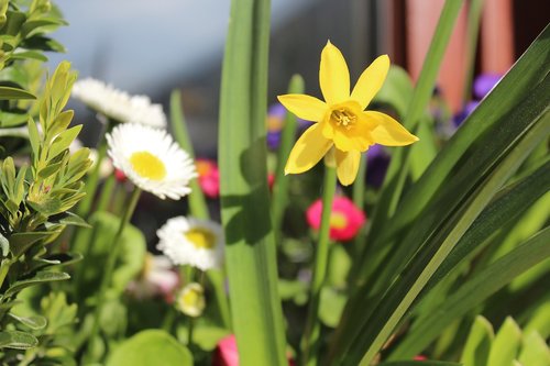 nature  flower  flora