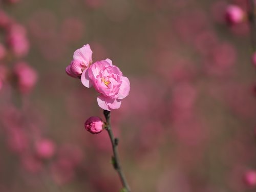 nature  flower  plant