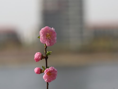 nature  flower  plant