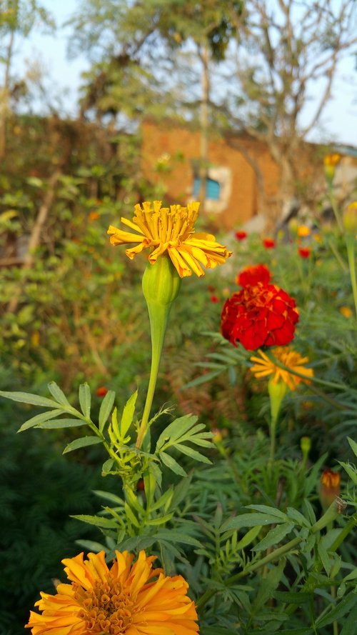 nature  flower  flora