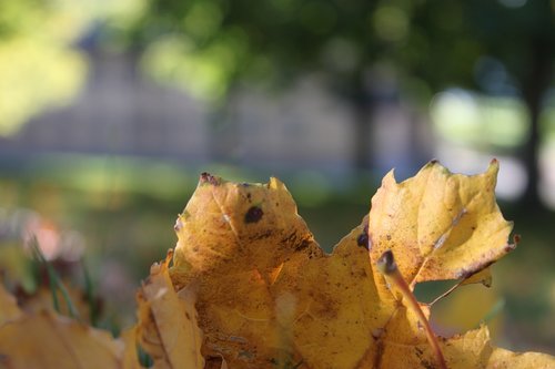 nature  fall  leaf