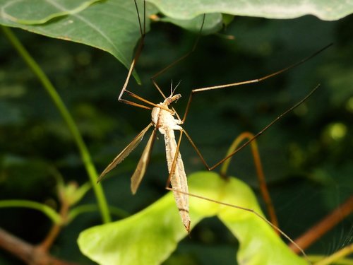 nature  insect  leaf