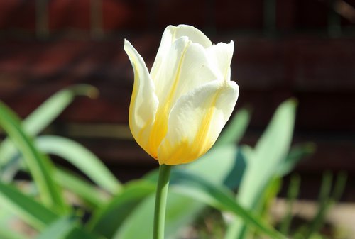 nature  plant  tulip