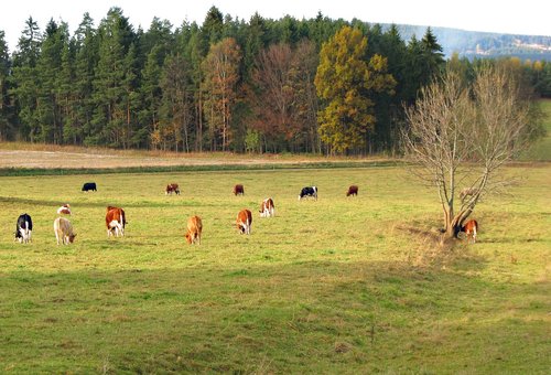 nature  czechia  landscape