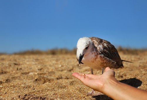 nature  bird  seagull