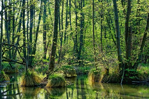 nature  wood  spring