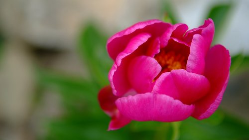 nature  flowers  plants