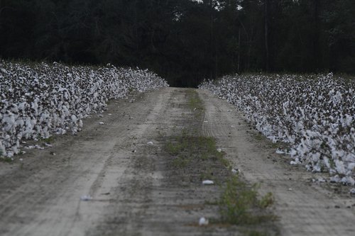 nature  road  cotton