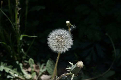 nature  plants  flowers