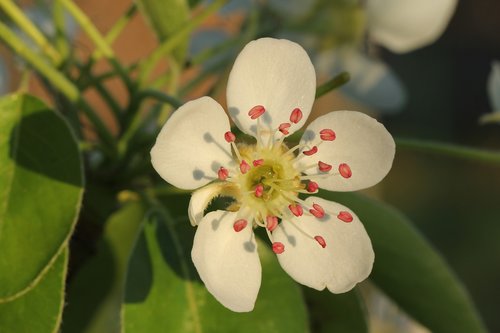 nature  plant  garden