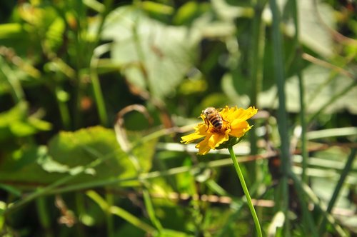 nature  insect  flora