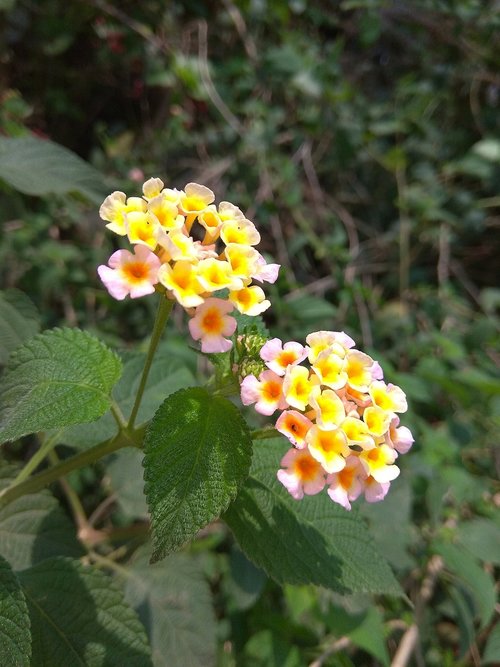 nature  flora  flower