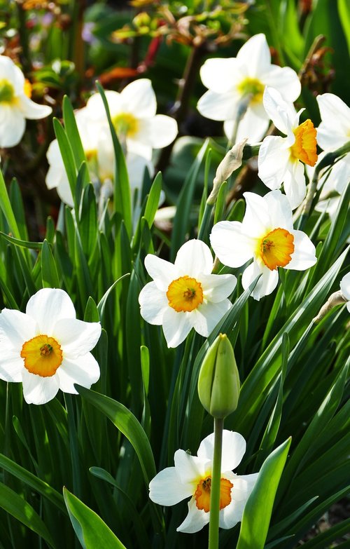 nature  spring  flowers