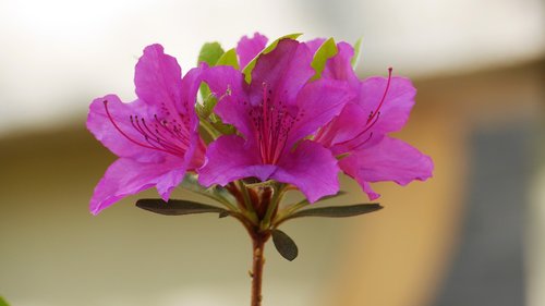 nature  flowers  plants