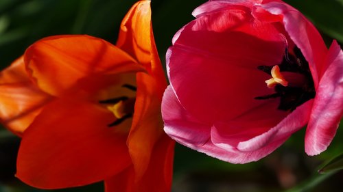 nature  garden  flowers