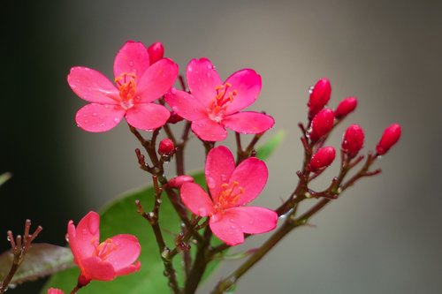 nature  plant  flower