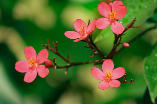 nature  plant  flower