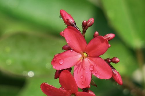 nature  plant  flower