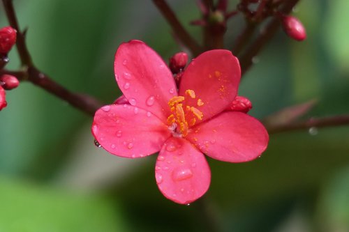 nature  plant  flower