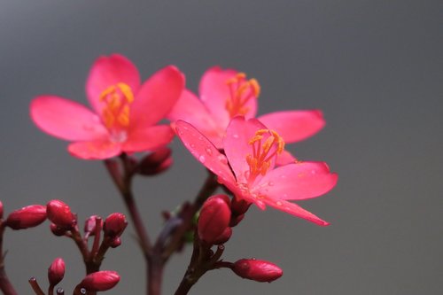 nature  plant  flower