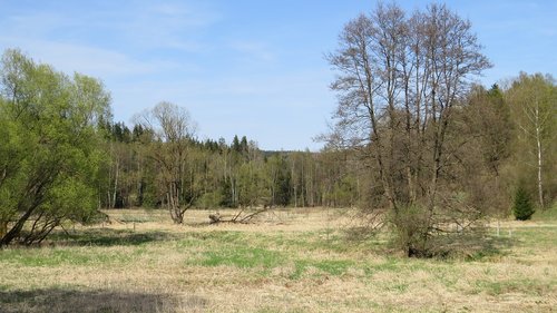 nature  tree  landscape