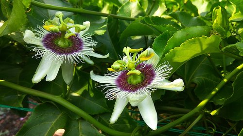 nature  flora  flower