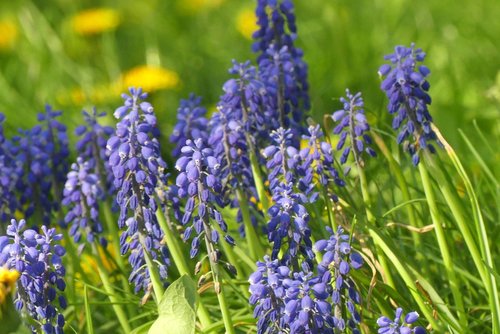 nature  flower  plant