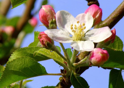 nature  flower  tree