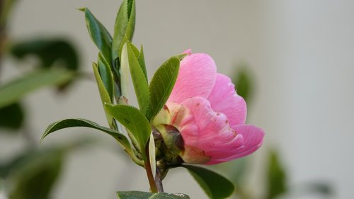 nature  plant  flower