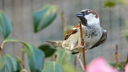 nature  bird  fauna