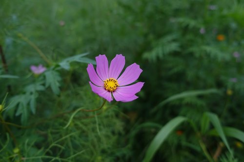 nature  plants  flowers