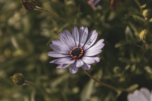 nature  flora  flower