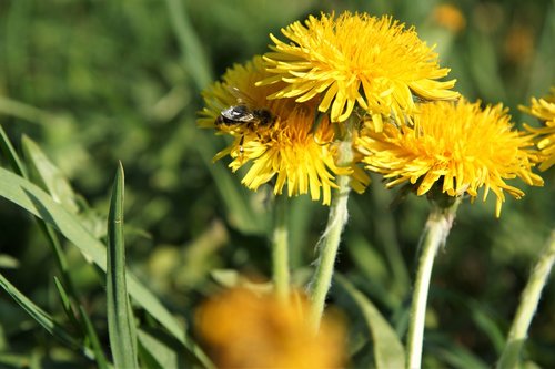 nature  plant  flower