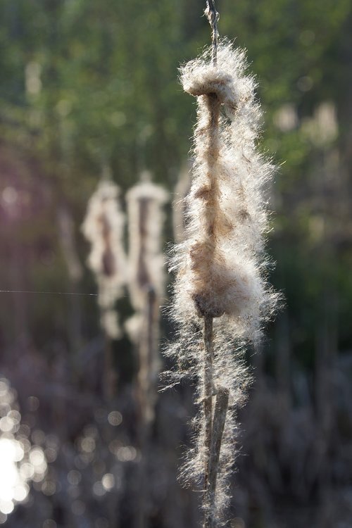 nature  fluffy