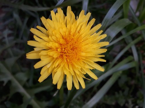 nature  flower  plant