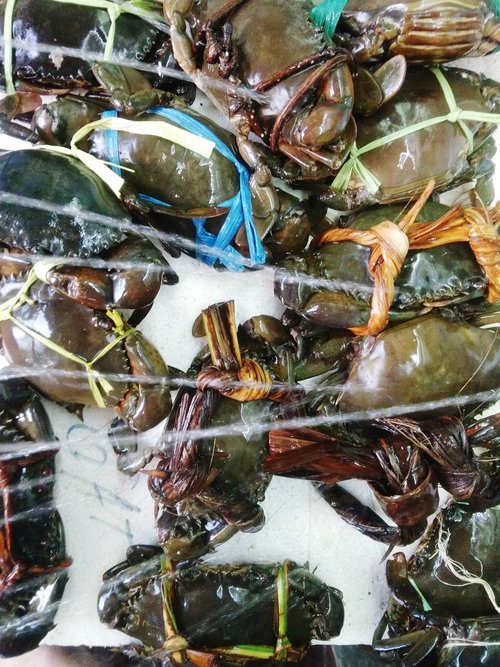 nature  crab  seafood