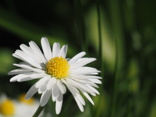 nature  plant  flower