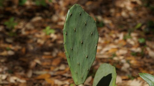 nature  flora  cactus