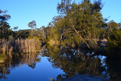 nature  tree  water