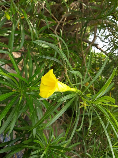 nature  flora  leaf