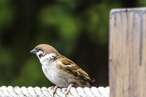 nature  outdoors  bird