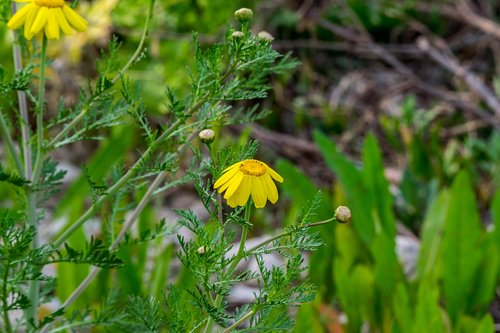 nature  plant  flower